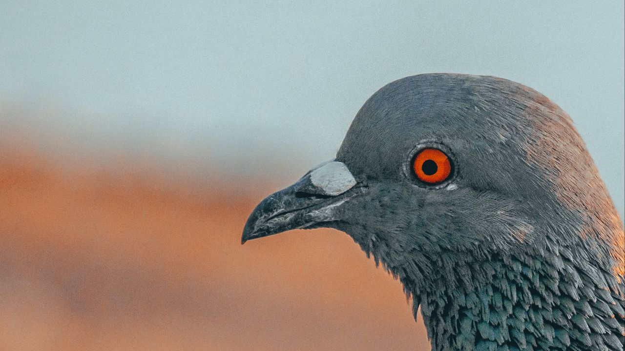 Wallpaper pigeon, bird, beak, profile