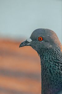 Preview wallpaper pigeon, bird, beak, profile