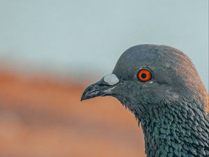 Preview wallpaper pigeon, bird, beak, profile