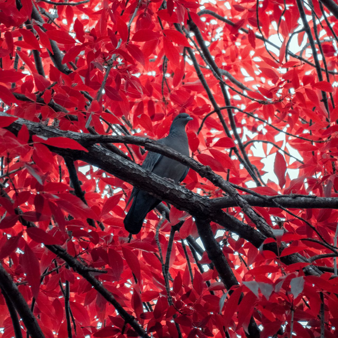 1280x1280 Wallpaper pigeon, bird, branch, tree, red