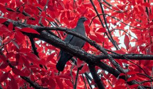 Preview wallpaper pigeon, bird, branch, tree, red