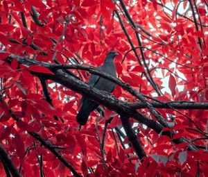 Preview wallpaper pigeon, bird, branch, tree, red
