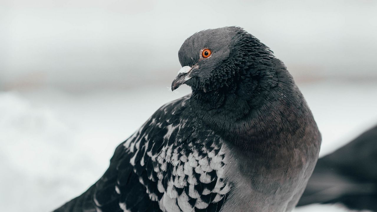 Wallpaper pigeon, bird, curious, gray