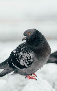 Preview wallpaper pigeon, bird, curious, gray