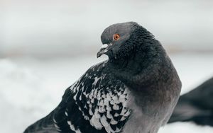 Preview wallpaper pigeon, bird, curious, gray