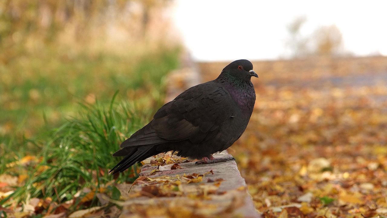 Wallpaper pigeon, bird, fall, foliage, footpath