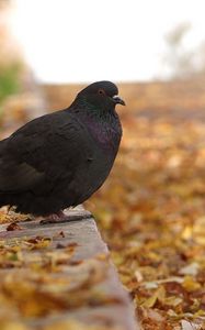 Preview wallpaper pigeon, bird, fall, foliage, footpath