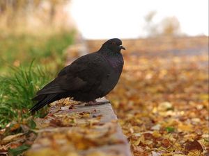 Preview wallpaper pigeon, bird, fall, foliage, footpath