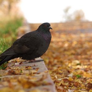 Preview wallpaper pigeon, bird, fall, foliage, footpath