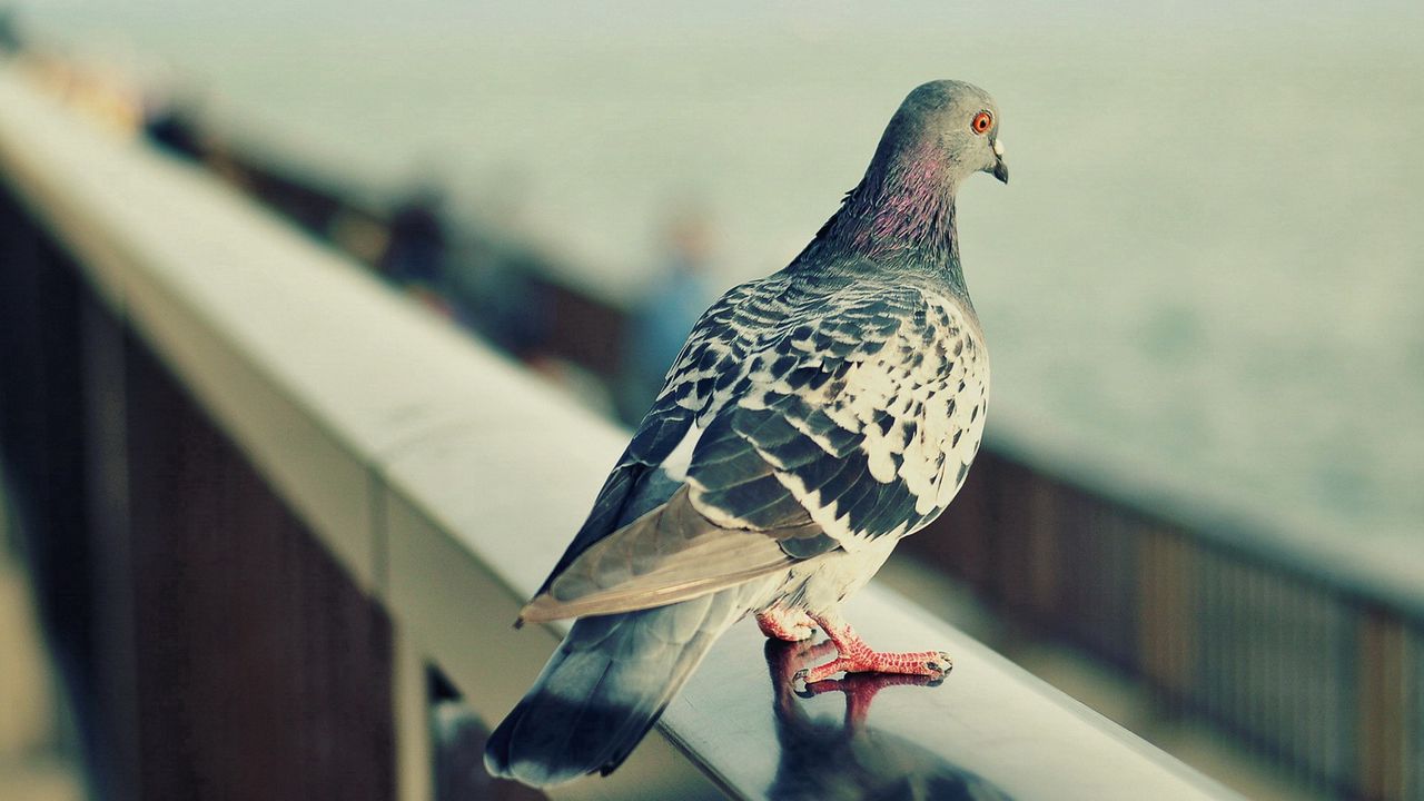 Wallpaper pigeon, bird, feathers, sit