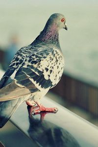Preview wallpaper pigeon, bird, feathers, sit