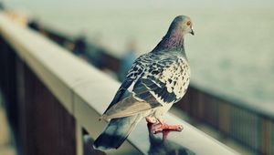 Preview wallpaper pigeon, bird, feathers, sit