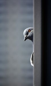 Preview wallpaper pigeon, bird, funny