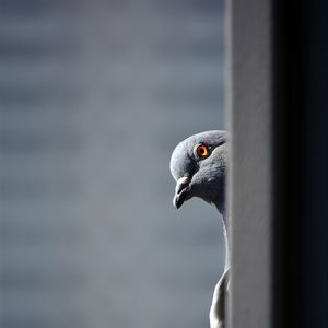 Preview wallpaper pigeon, bird, funny