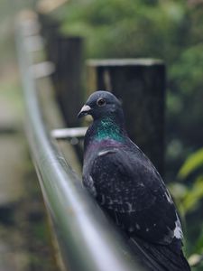 Preview wallpaper pigeon, bird, gray