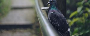 Preview wallpaper pigeon, bird, gray