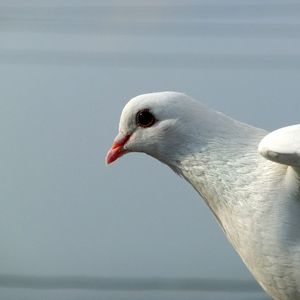 Preview wallpaper pigeon, bird, light, feather