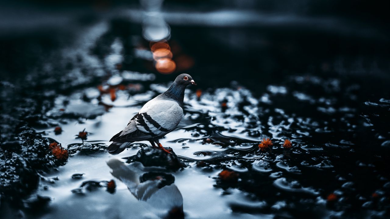 Wallpaper pigeon, bird, water, blur, glare