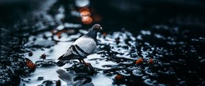 Preview wallpaper pigeon, bird, water, blur, glare