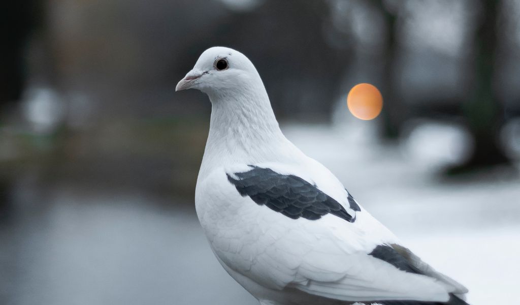 1024x600 Wallpaper pigeon, bird, white, blur