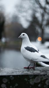 Preview wallpaper pigeon, bird, white, blur
