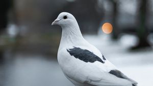 Preview wallpaper pigeon, bird, white, blur