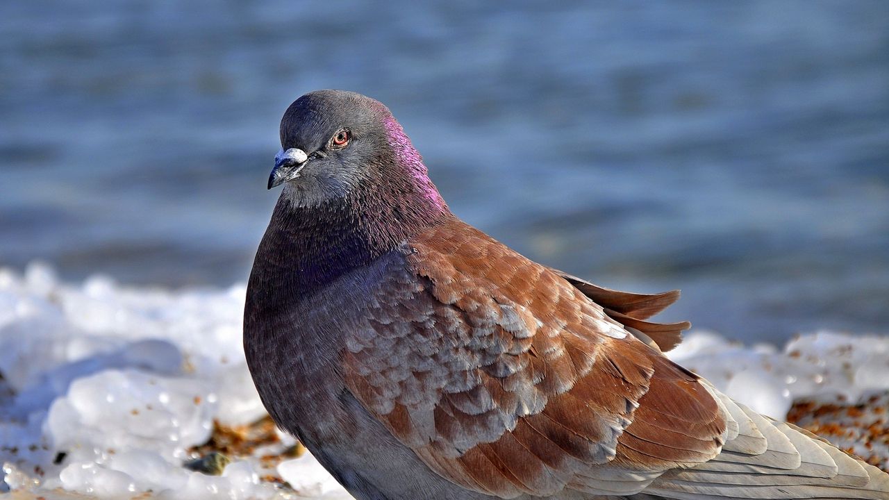 Wallpaper pigeon, birds, feathers, fat