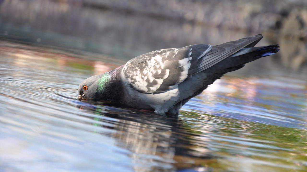 Wallpaper pigeon, birds, water, swimming