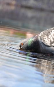 Preview wallpaper pigeon, birds, water, swimming