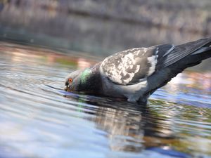 Preview wallpaper pigeon, birds, water, swimming
