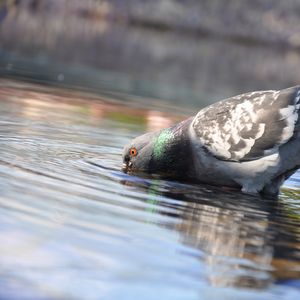 Preview wallpaper pigeon, birds, water, swimming