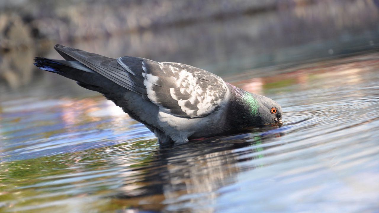 Wallpaper pigeon, birds, water, bill, drinking