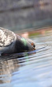 Preview wallpaper pigeon, birds, water, bill, drinking