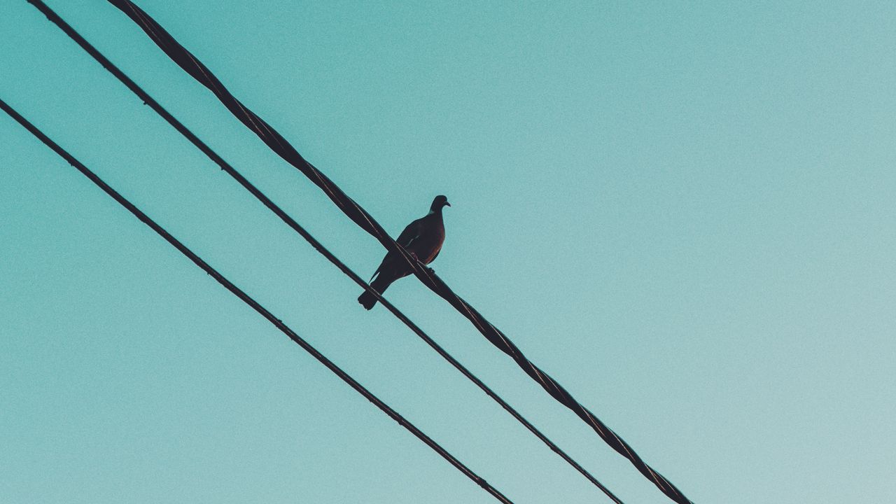 Wallpaper pigeon, wire, sky