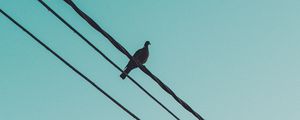 Preview wallpaper pigeon, wire, sky