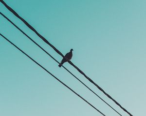 Preview wallpaper pigeon, wire, sky