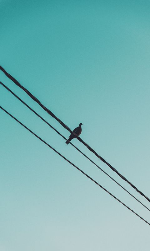 480x800 Wallpaper pigeon, wire, sky
