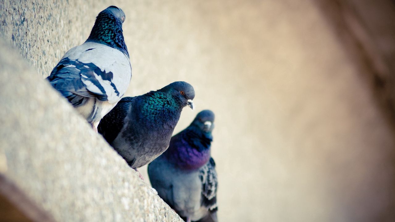 Wallpaper pigeons, bird, color