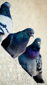 Preview wallpaper pigeons, bird, color