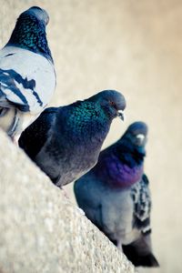 Preview wallpaper pigeons, bird, color