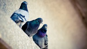 Preview wallpaper pigeons, bird, color