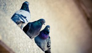 Preview wallpaper pigeons, bird, color