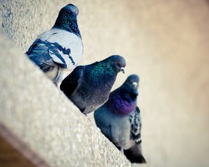 Preview wallpaper pigeons, bird, color