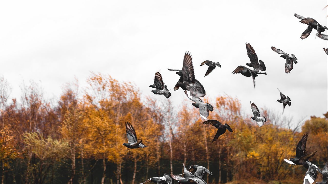 Wallpaper pigeons, bird, flock, fly