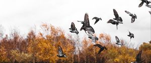 Preview wallpaper pigeons, bird, flock, fly