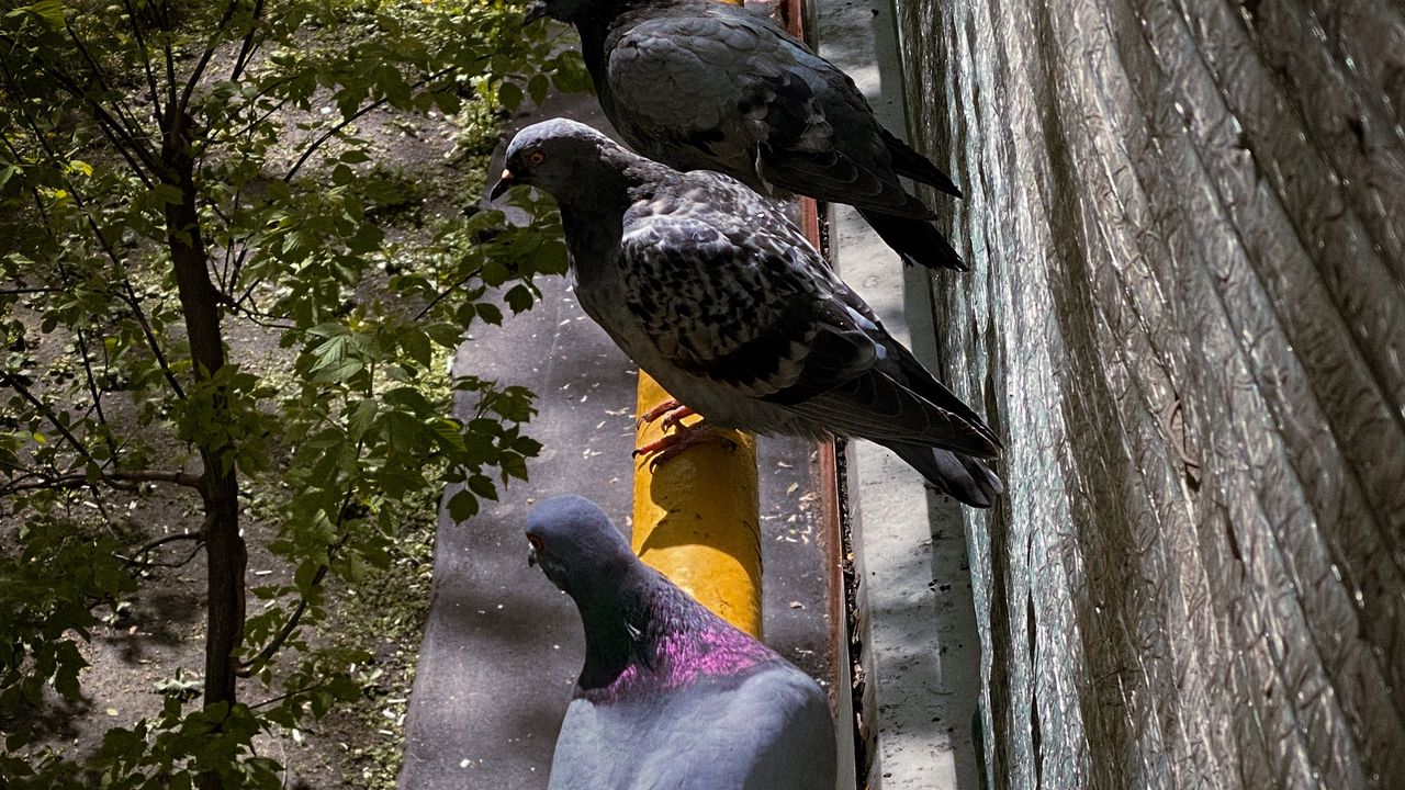Wallpaper pigeons, bird, pipe