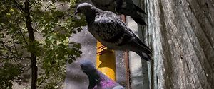 Preview wallpaper pigeons, bird, pipe