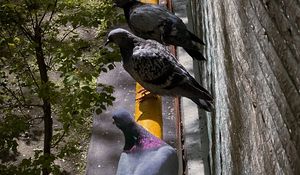 Preview wallpaper pigeons, bird, pipe