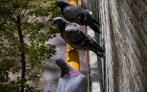 Preview wallpaper pigeons, bird, pipe