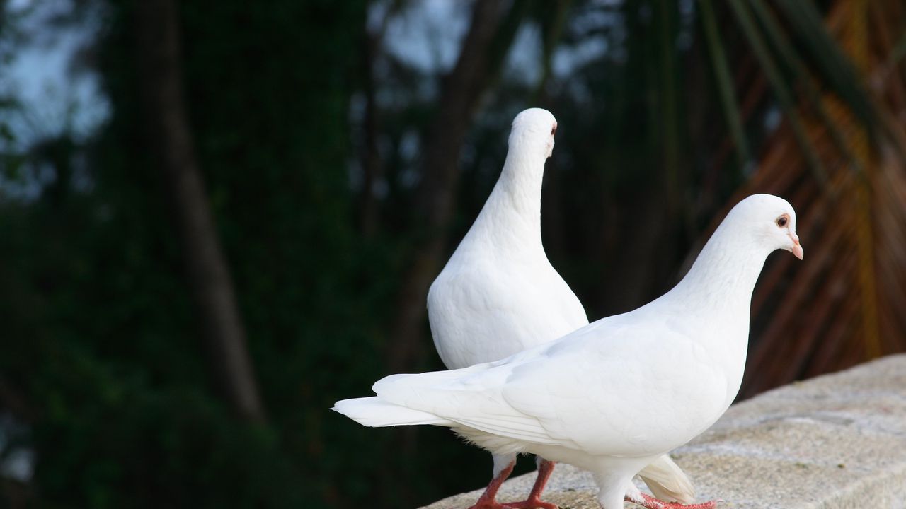 Wallpaper pigeons, birds, couple, white